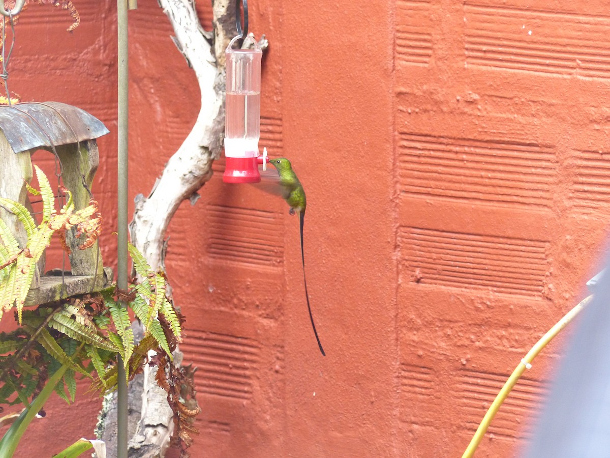 Schwarzschwanzsylphe - ML652420239