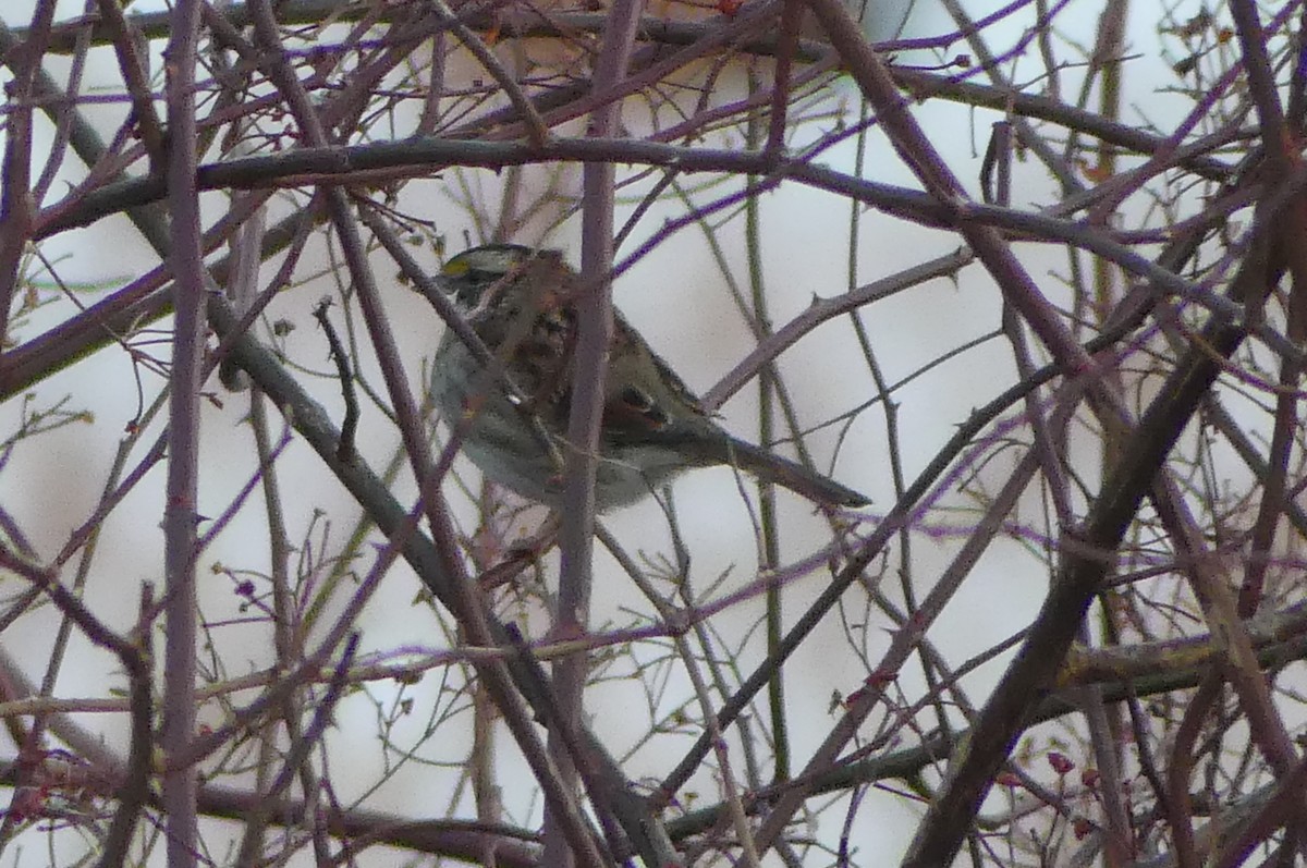 White-throated Sparrow - ML652420245