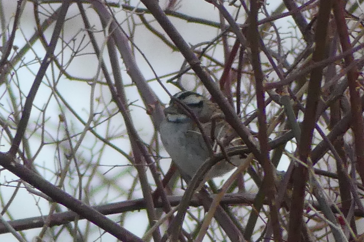 White-throated Sparrow - ML652420246