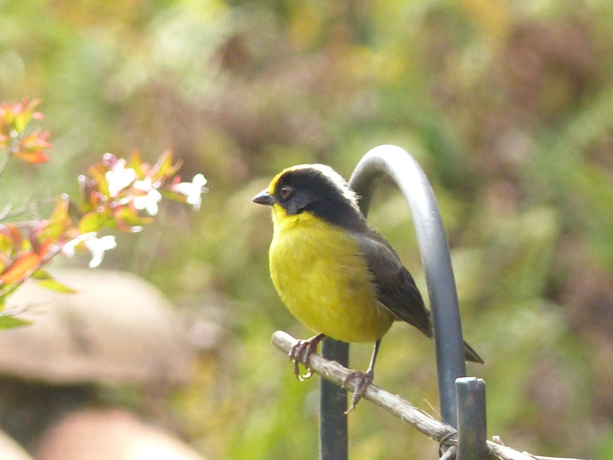 Zimtstirn-Buschammer - ML652420251