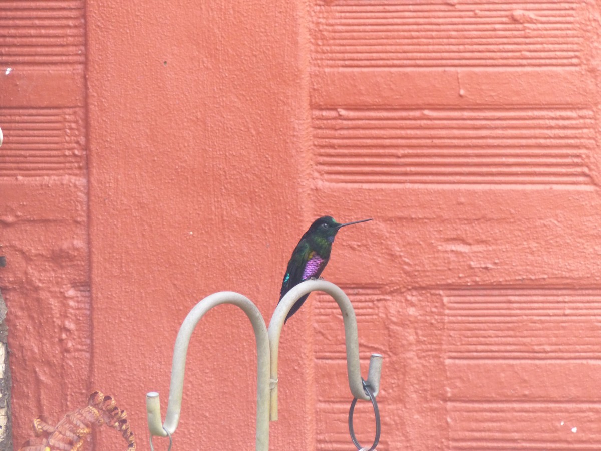 Rosenbauchkolibri - ML652420263