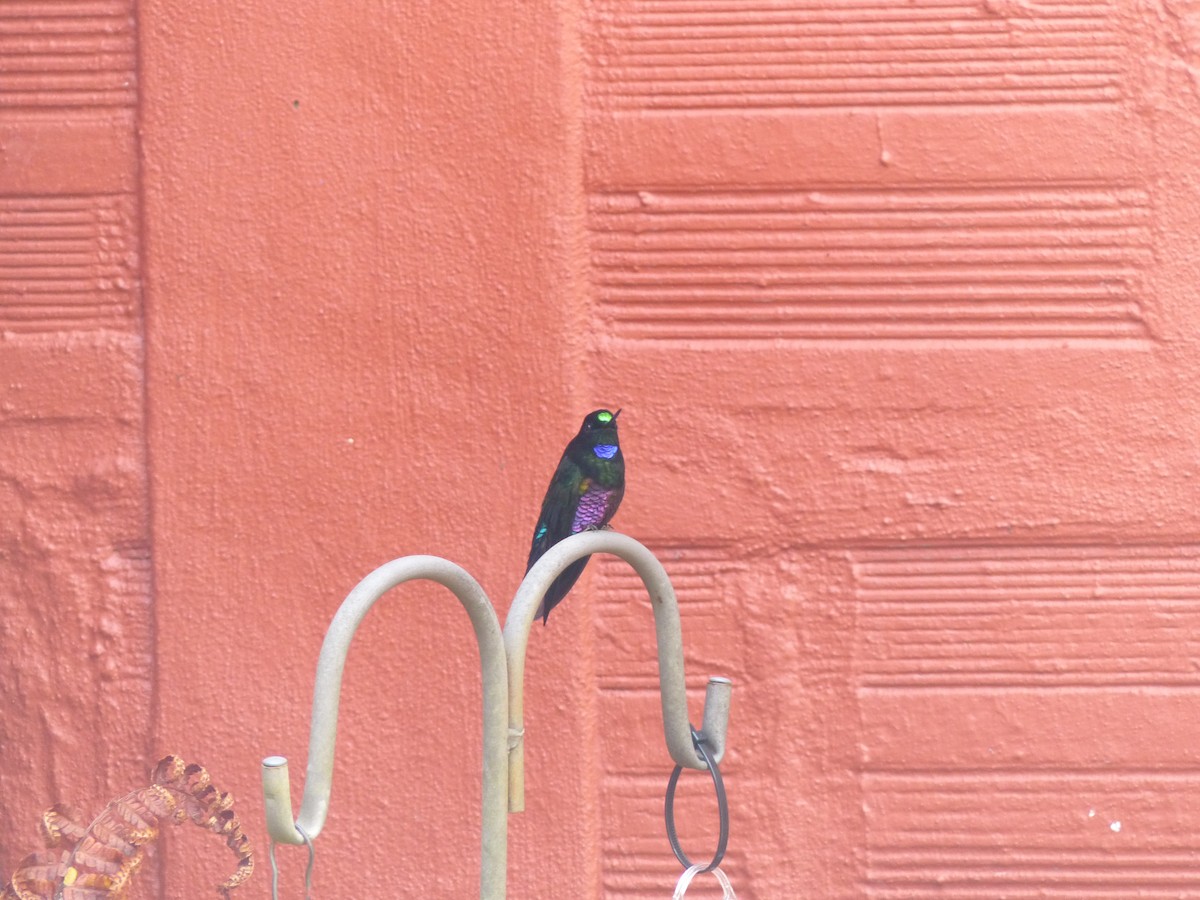 Rosenbauchkolibri - ML652420271