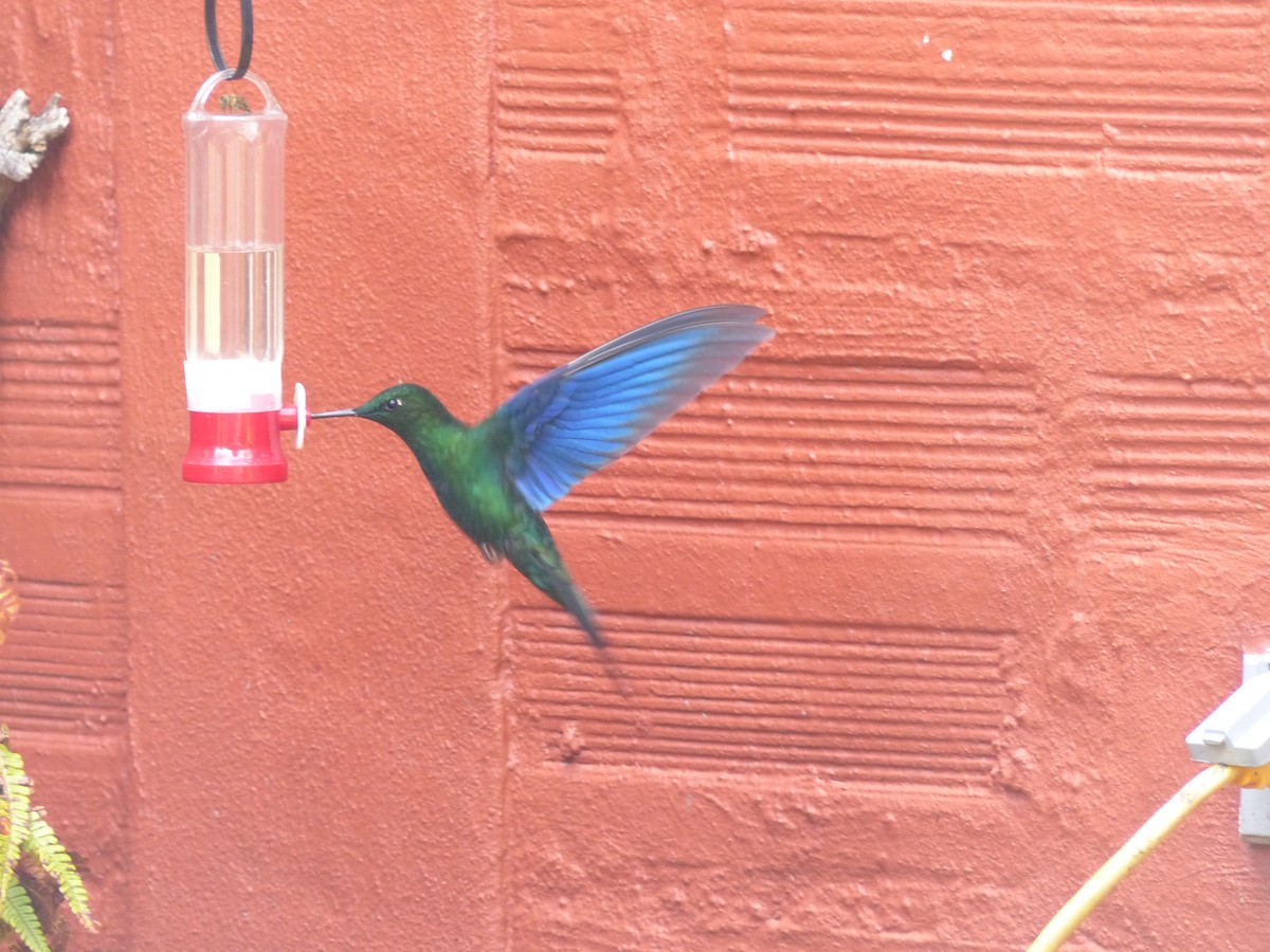 Blauflügelkolibri - ML652420289