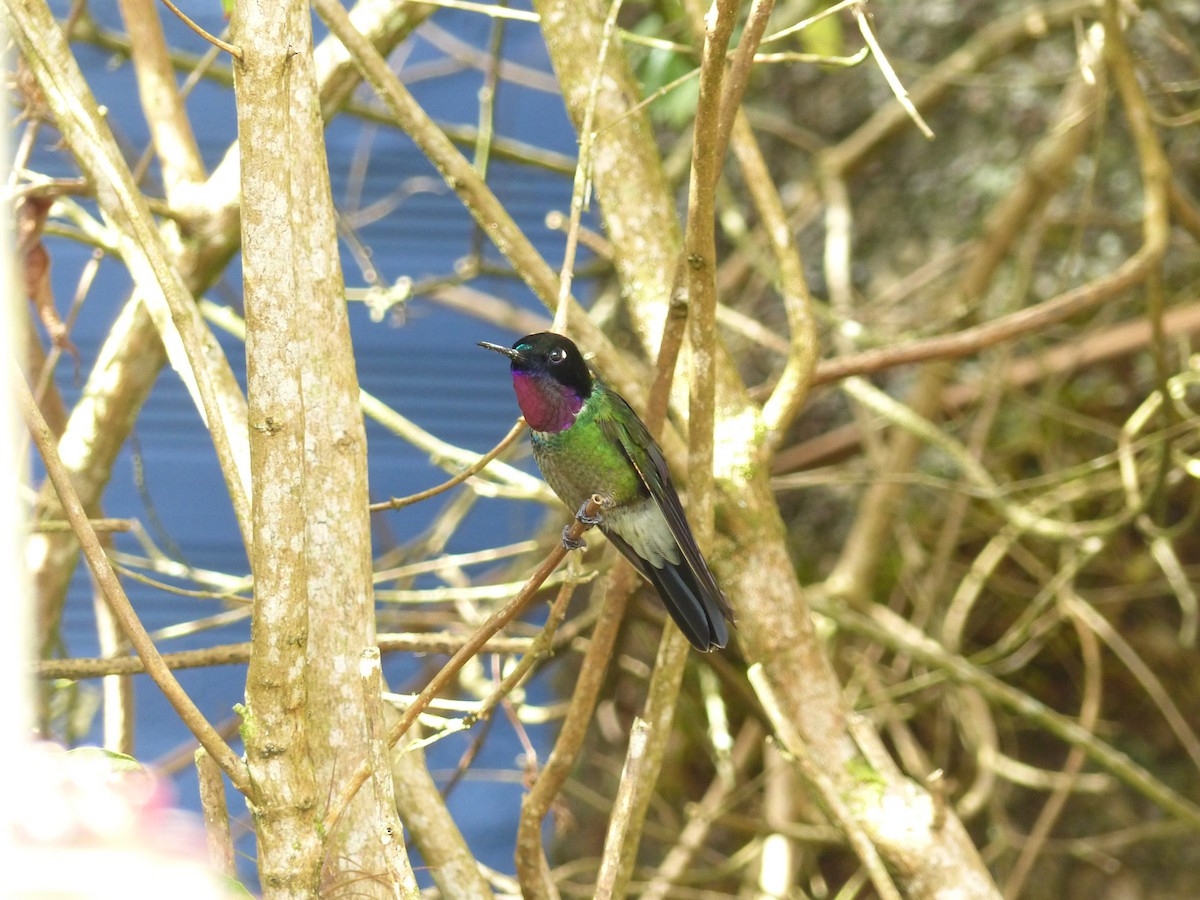 Longuemare-Sonnennymphe - ML652420310