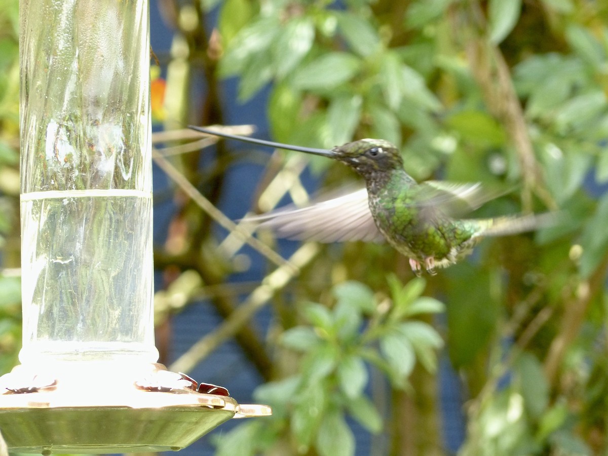 Schwertschnabelkolibri - ML652420356
