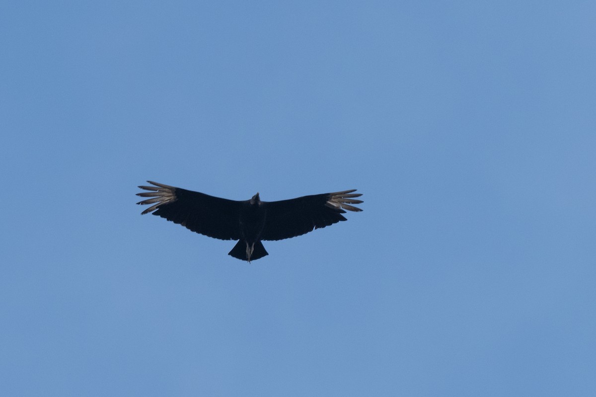 Black Vulture - ML652420418
