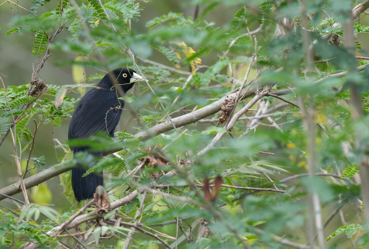 Yellow-billed Cacique (Prevost's) - ML652420424