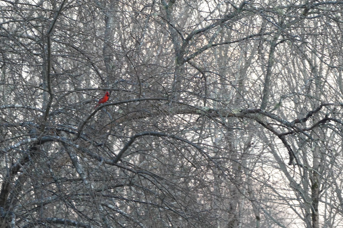 Northern Cardinal - ML652420496