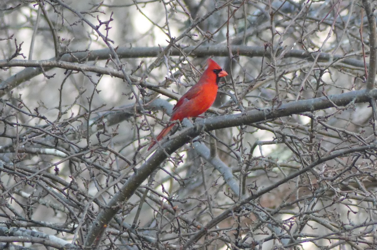 Northern Cardinal - ML652420497