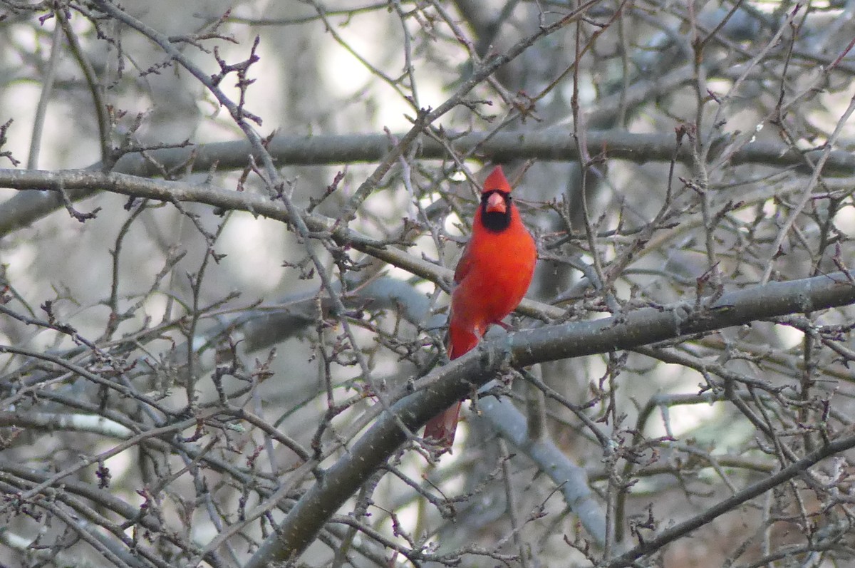 Northern Cardinal - ML652420498