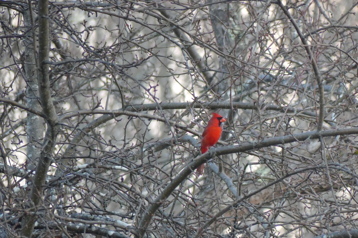 Northern Cardinal - ML652420501
