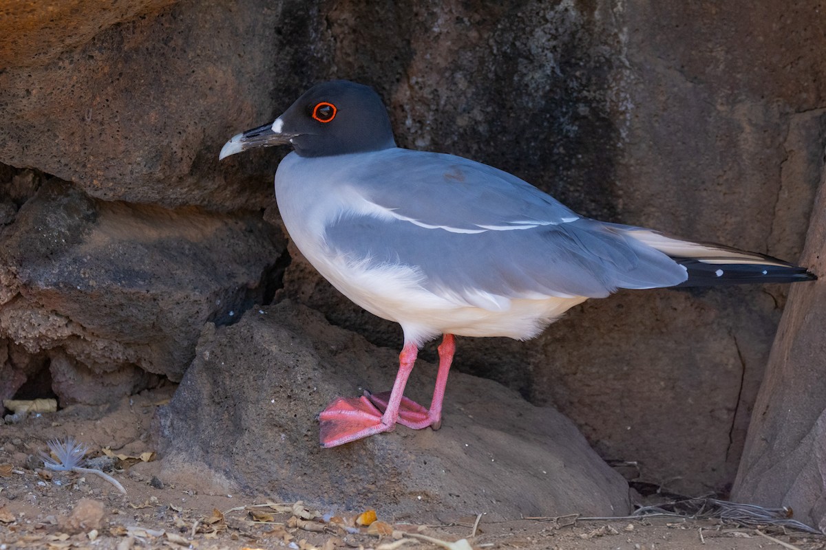 Галапагосская чайка - ML652420671
