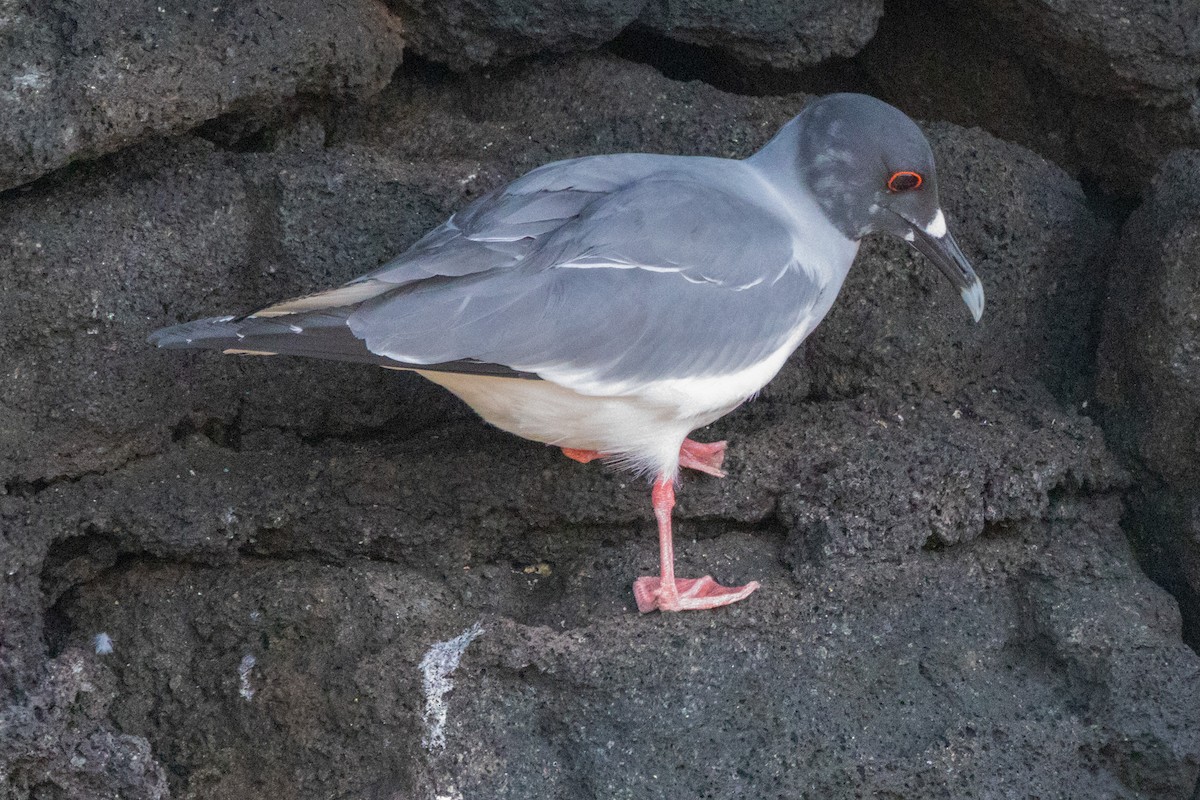 Галапагосская чайка - ML652420672