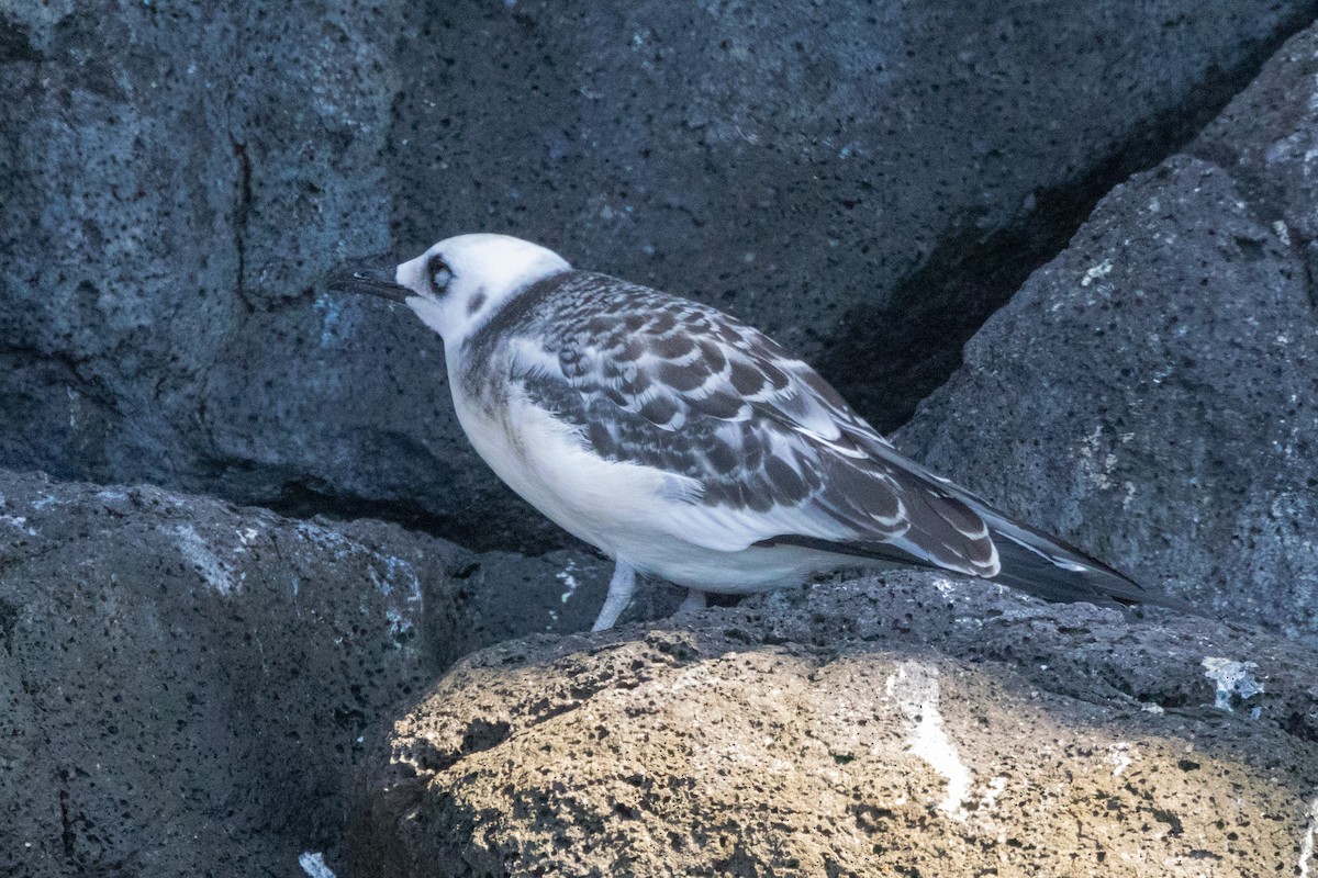 Галапагосская чайка - ML652420673