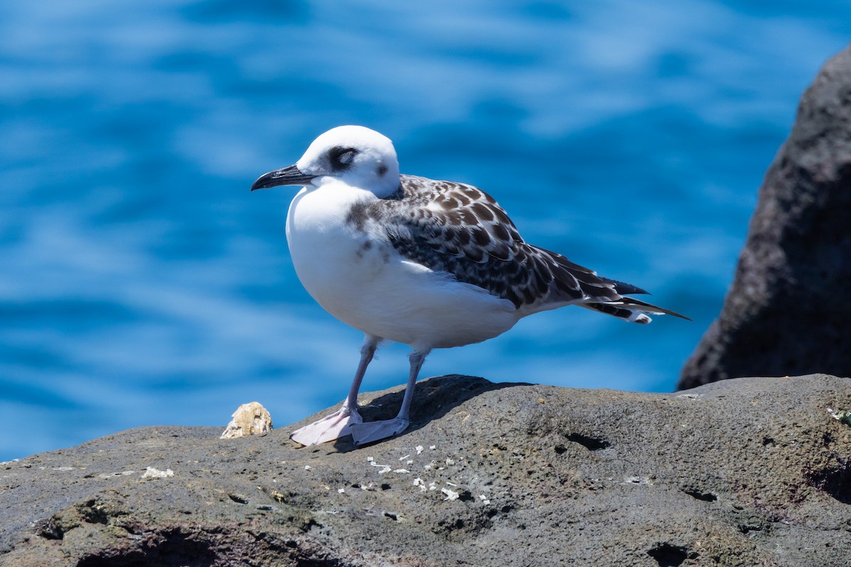 Галапагосская чайка - ML652420696