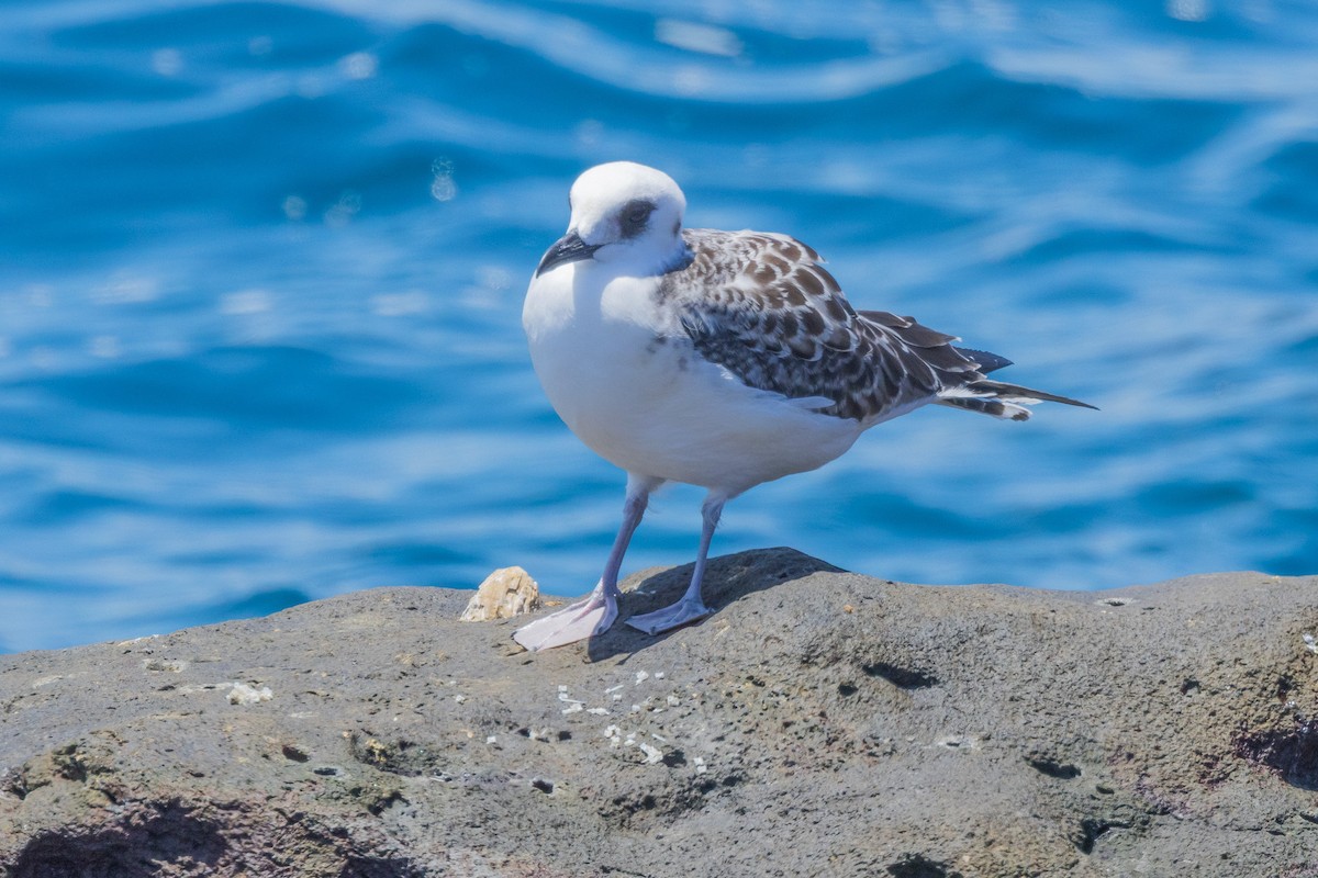Галапагосская чайка - ML652420697