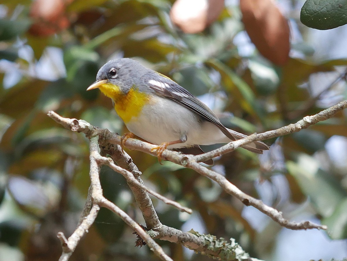 Northern Parula - ML652420716