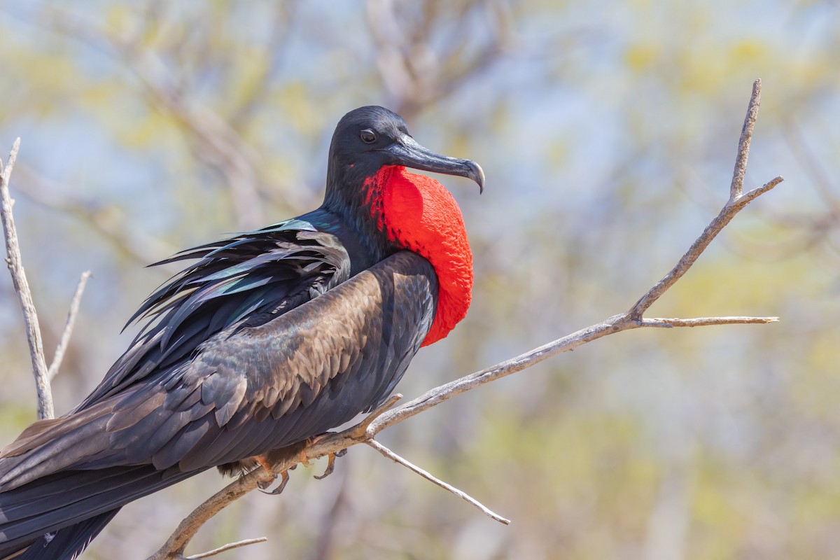 Великолепный фрегат - ML652420742