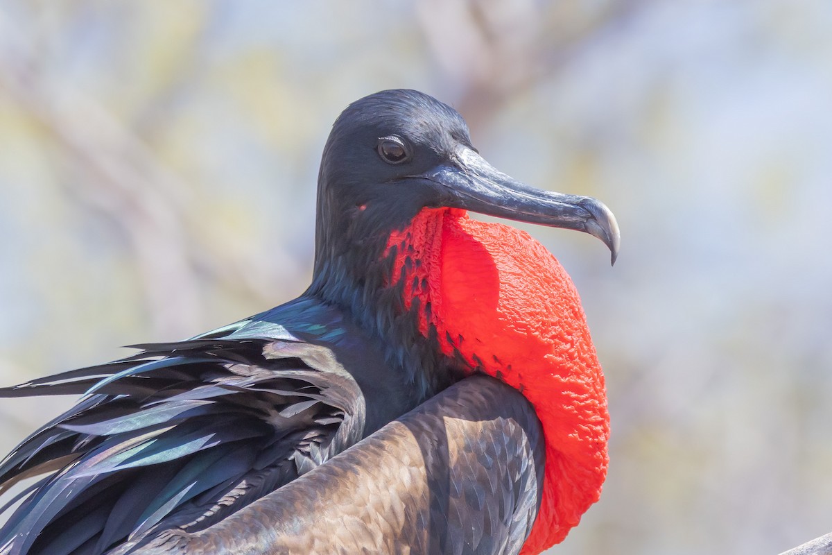 Великолепный фрегат - ML652420743