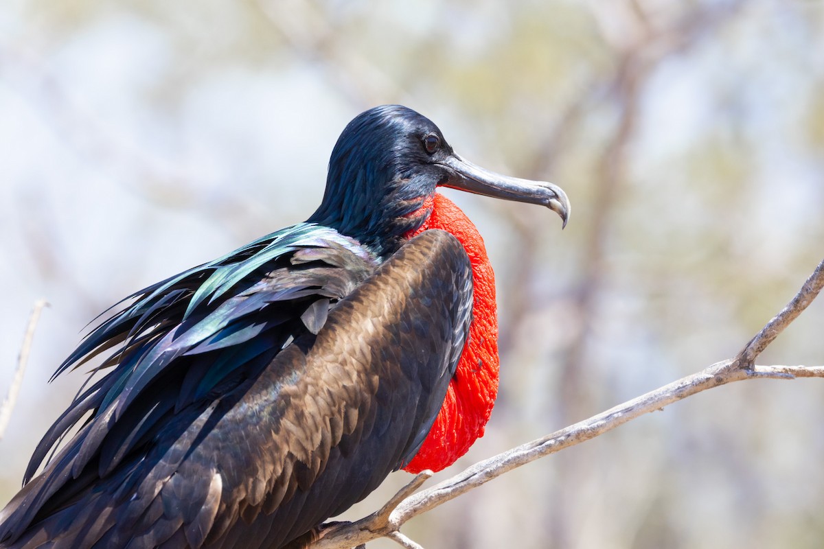 Великолепный фрегат - ML652420744