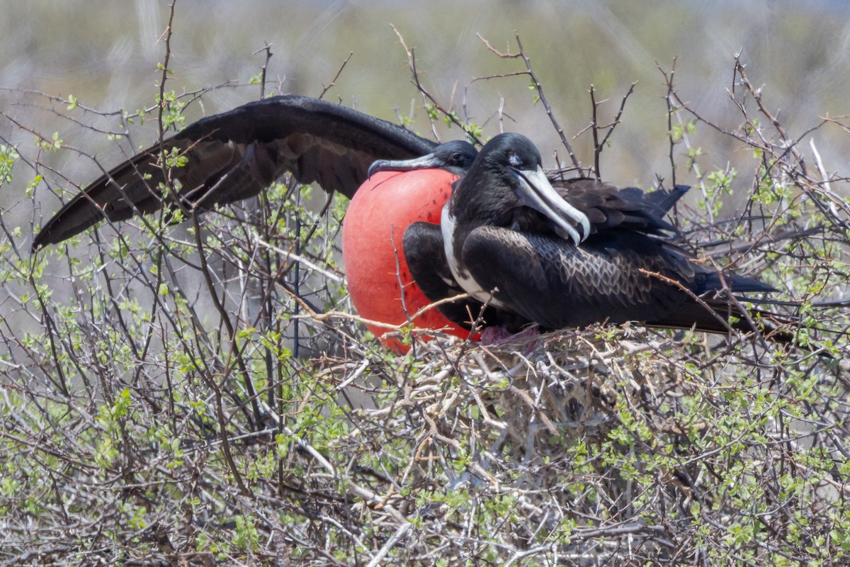 Великолепный фрегат - ML652420745
