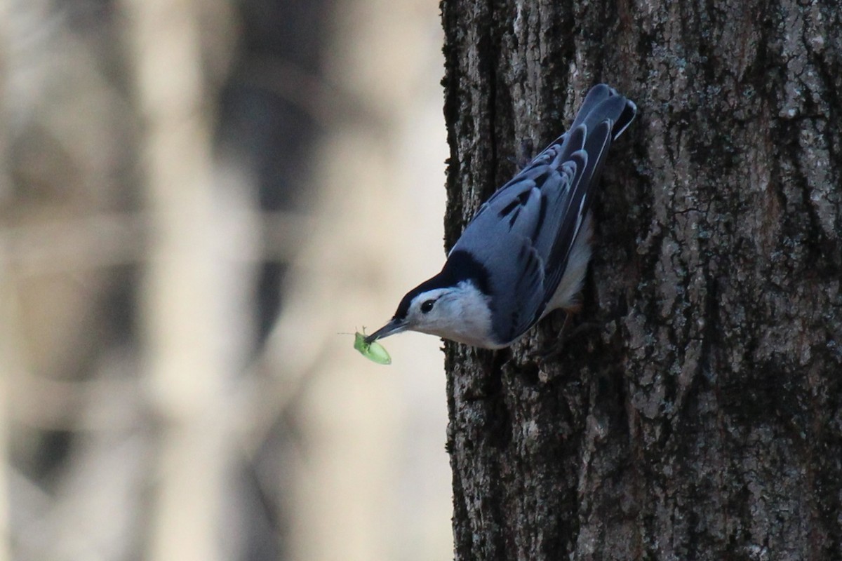 Beyaz Göğüslü Sıvacı - ML652420781