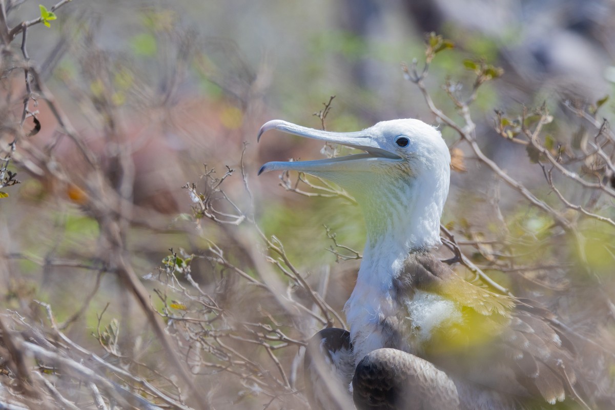 Frégate superbe - ML652420789