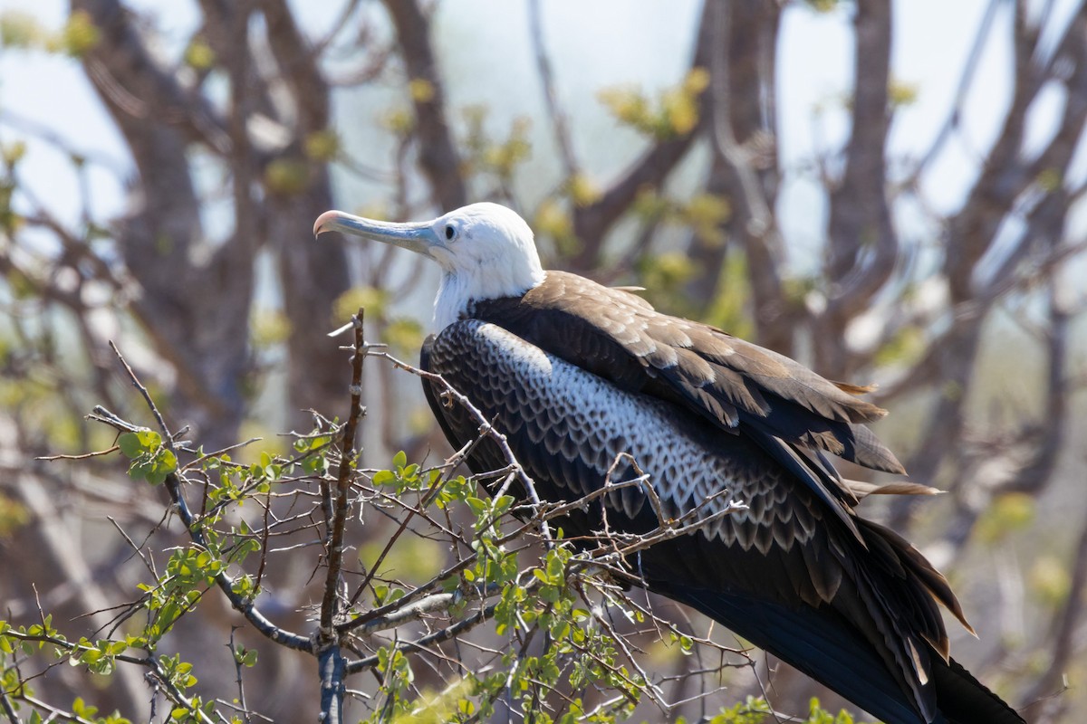 Frégate superbe - ML652420790