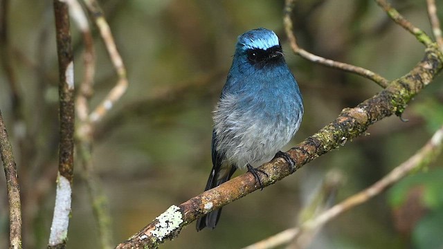 Gobemouche indigo - ML652421000