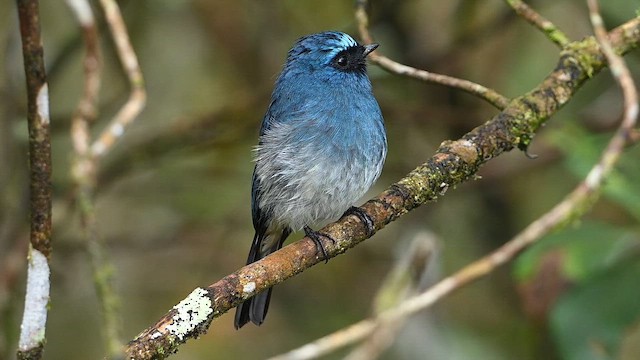 Gobemouche indigo - ML652421001