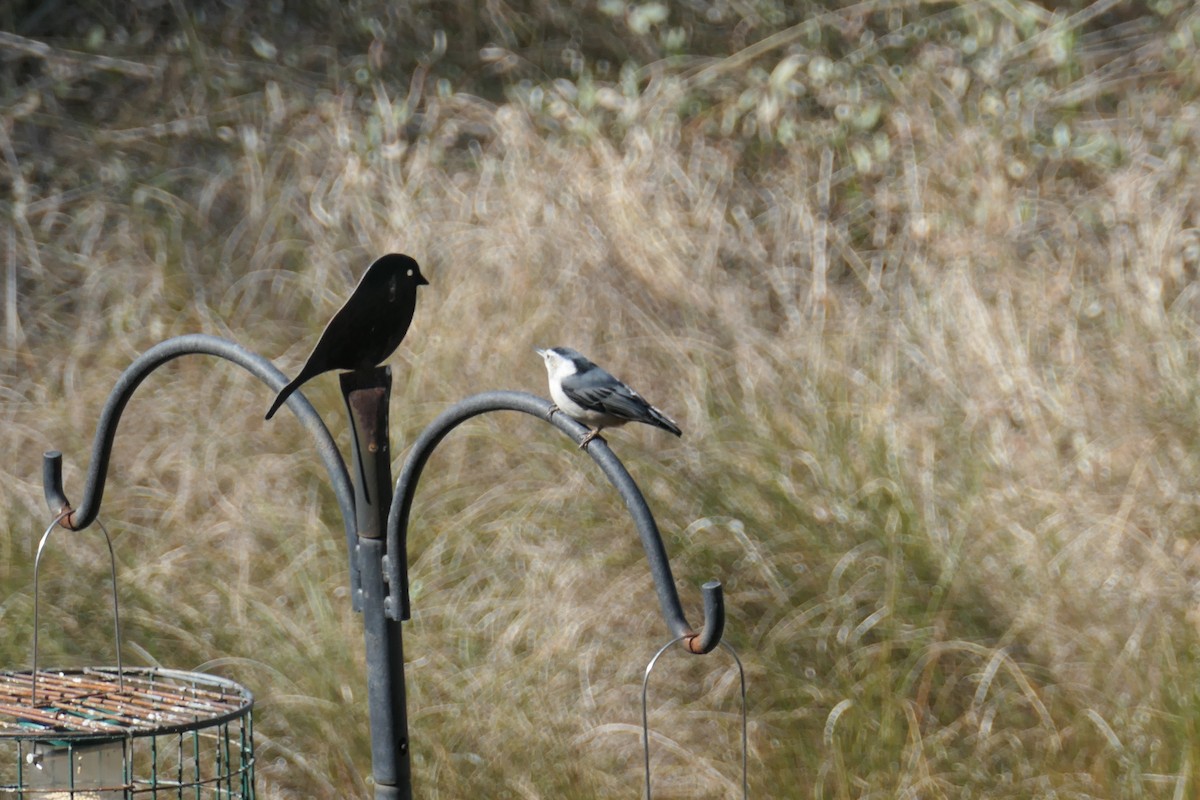 Beyaz Göğüslü Sıvacı - ML652421076