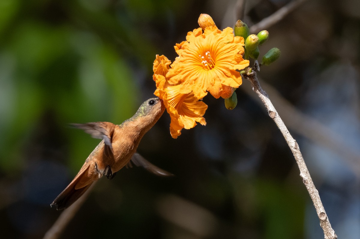 Cinnamon Hummingbird (Mainland) - ML652421168