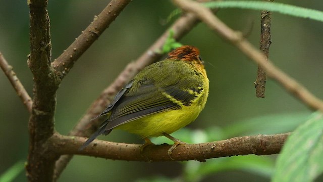 Pouillot à poitrine jaune - ML652421260