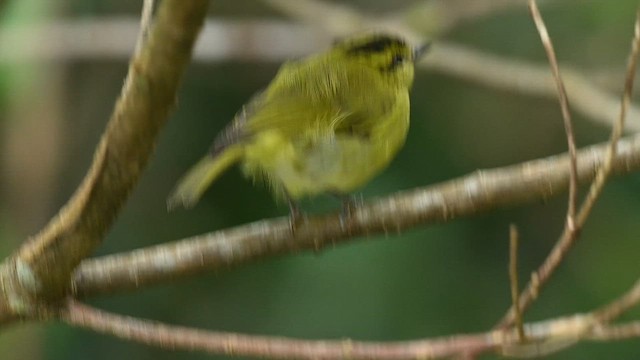 Pouillot à triple bandeau - ML652421271