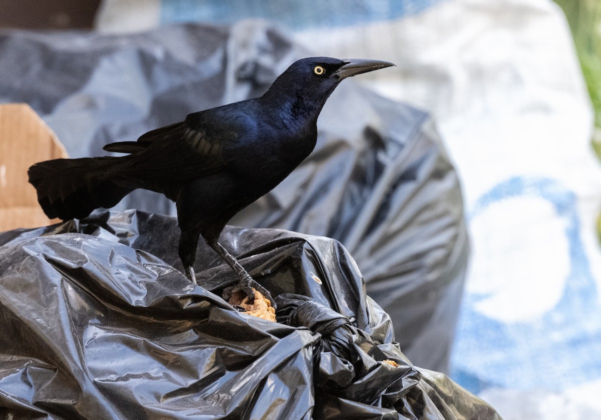 Great-tailed Grackle - ML652421543