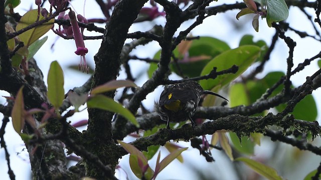 Arachnothère de Whitehead - ML652421663