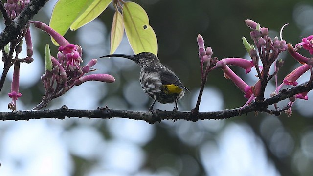 Arachnothère de Whitehead - ML652421665