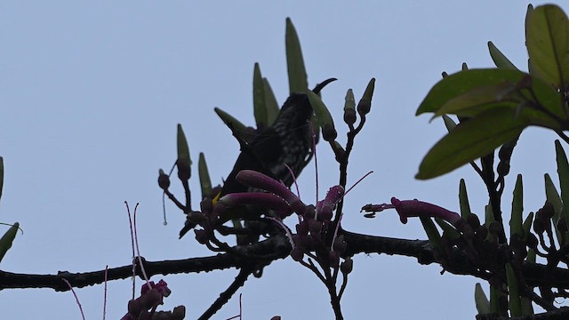 Arachnothère de Whitehead - ML652421666