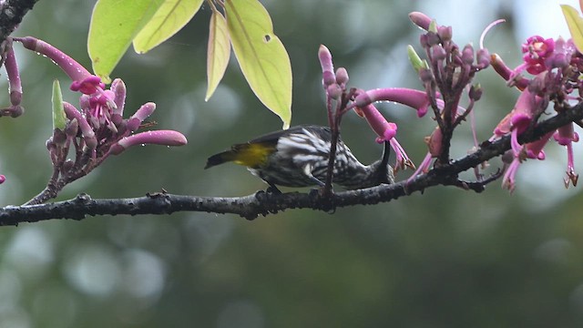 Arachnothère de Whitehead - ML652421668