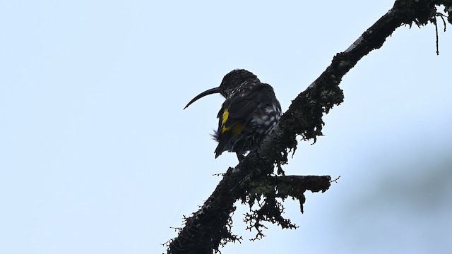 Arachnothère de Whitehead - ML652421669