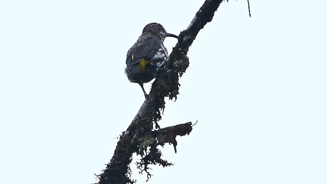 Arachnothère de Whitehead - ML652421671