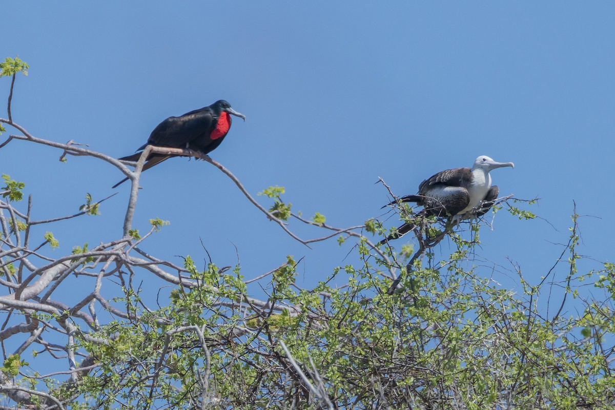 Frégate superbe - ML652422145