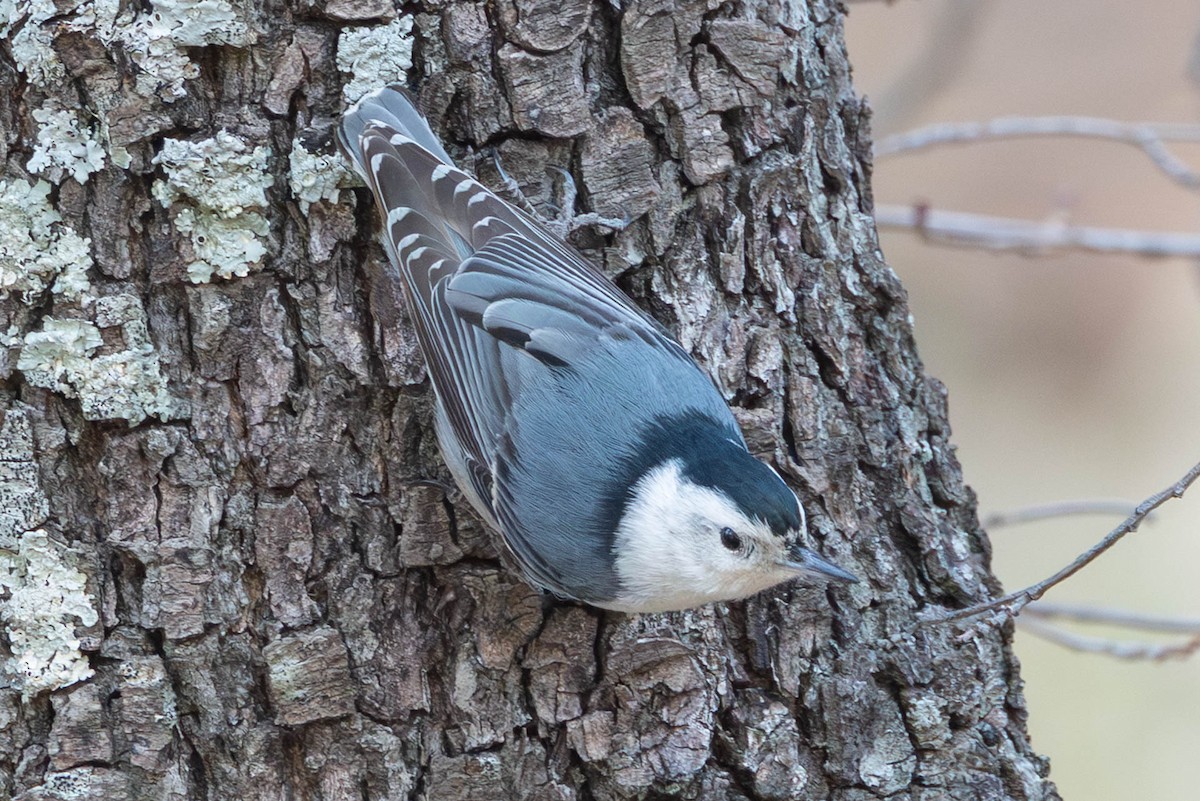 Beyaz Göğüslü Sıvacı - ML652422186