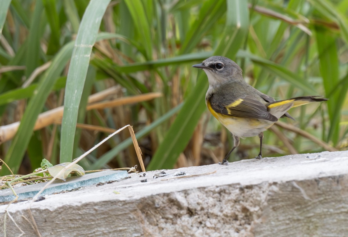 American Redstart - ML652422313