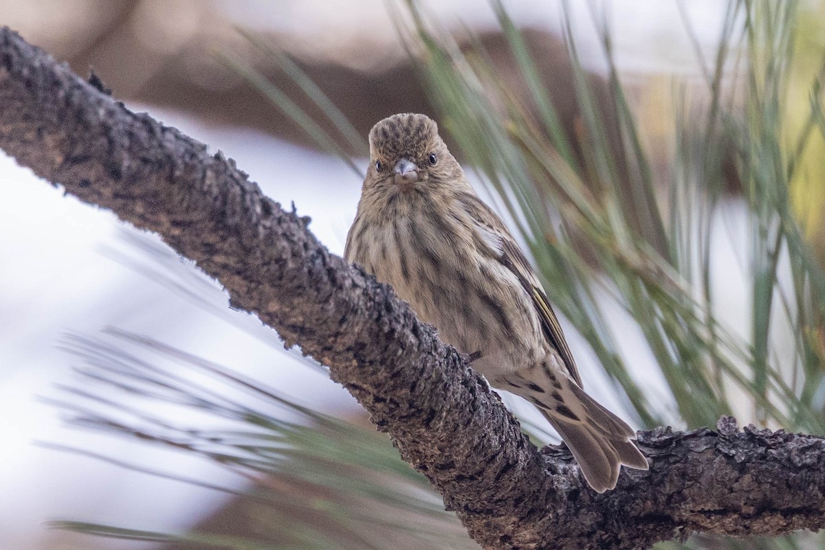 Pine Siskin - ML652422317