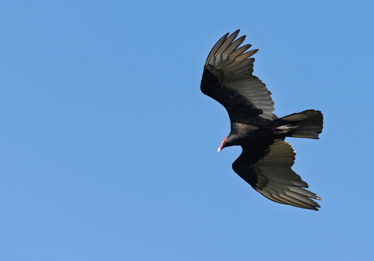 Turkey Vulture - ML652422348