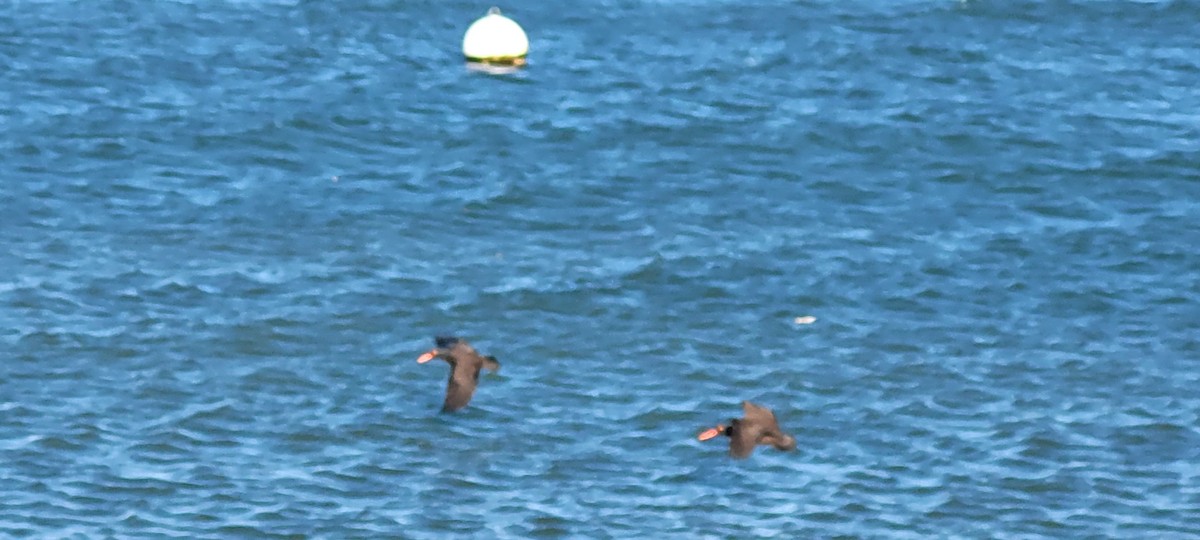Black Oystercatcher - ML652422628