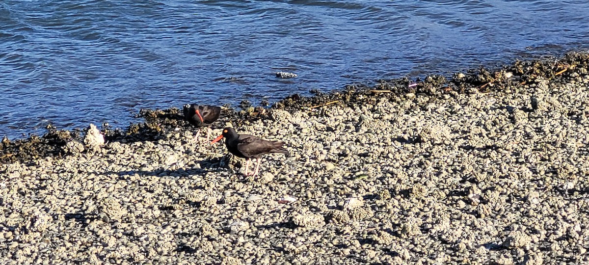 Black Oystercatcher - ML652422640