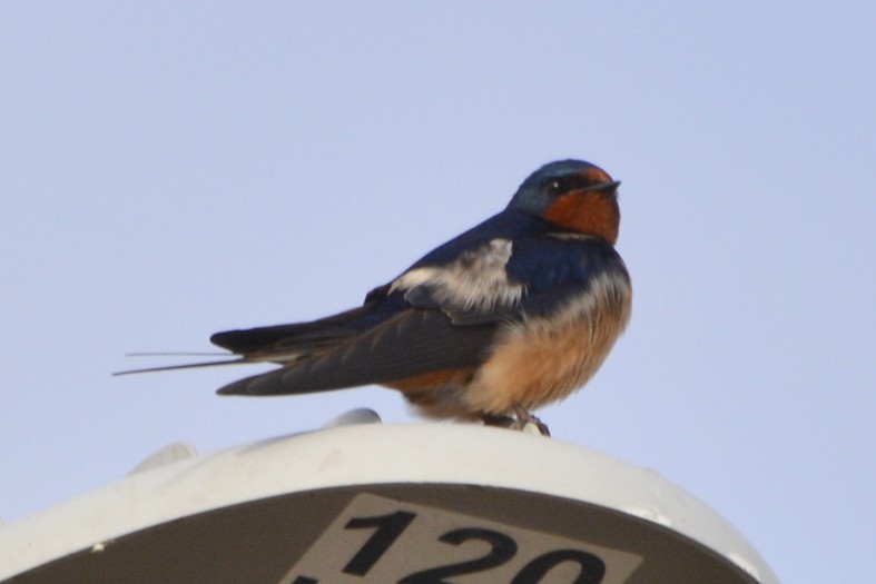 låvesvale - ML652422671