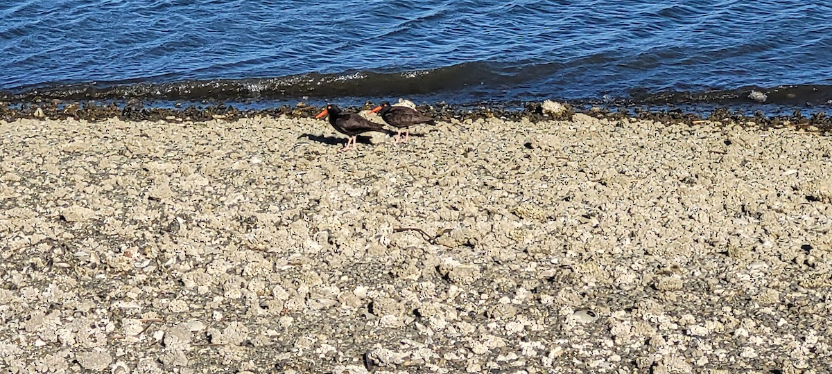 Black Oystercatcher - ML652422675